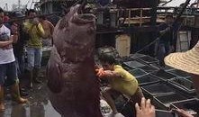 渔民觉醒最新爆料,揭秘海洋生态危机背后的惊人真相