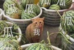 黄色瓜最新爆料,最新爆料背后的惊人真相