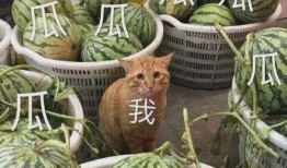 黄色瓜最新爆料,最新爆料背后的惊人真相
